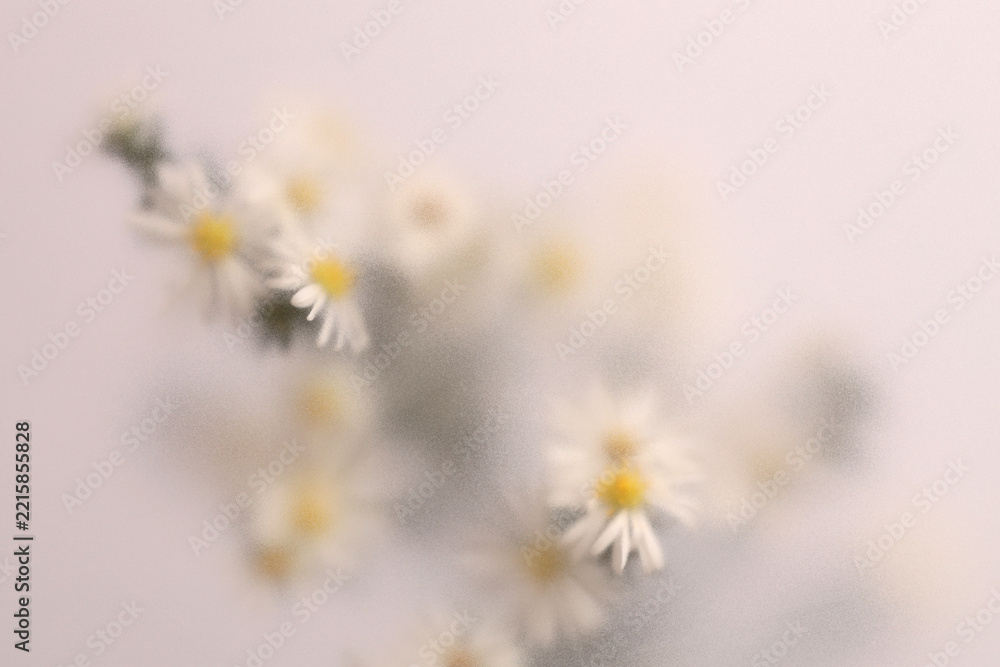Fototapeta premium Smoke selected soft focus Chamomile, chrysanthemum aster Flower through translucent matte frosted glass. Abstract natural blurred grain light fog background.
