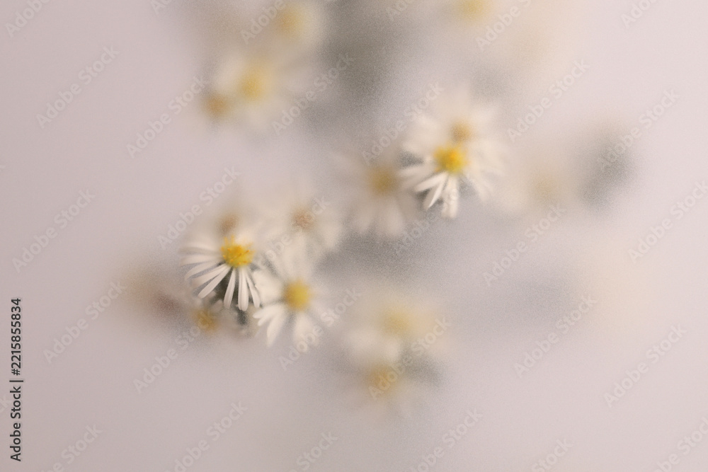 Naklejka premium Smoke selected soft focus Chamomile, chrysanthemum aster Flower through translucent matte frosted glass. Abstract natural blurred grain light fog background.