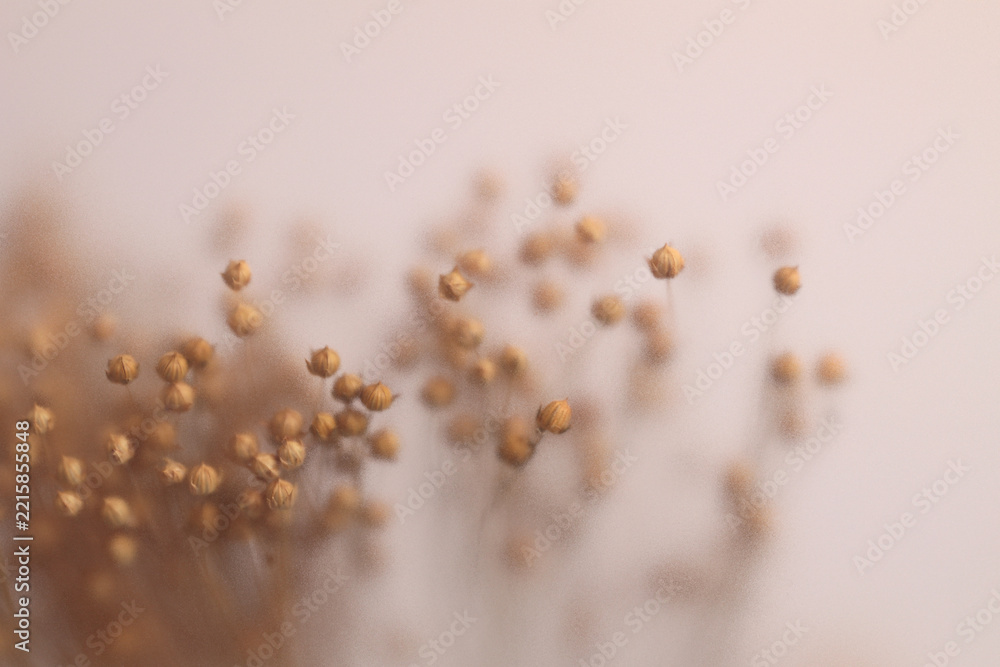 Fototapeta premium Smoke selected soft focus dried flax pods through translucent matte frosted glass. Abstract natural blurred grain light fog background.