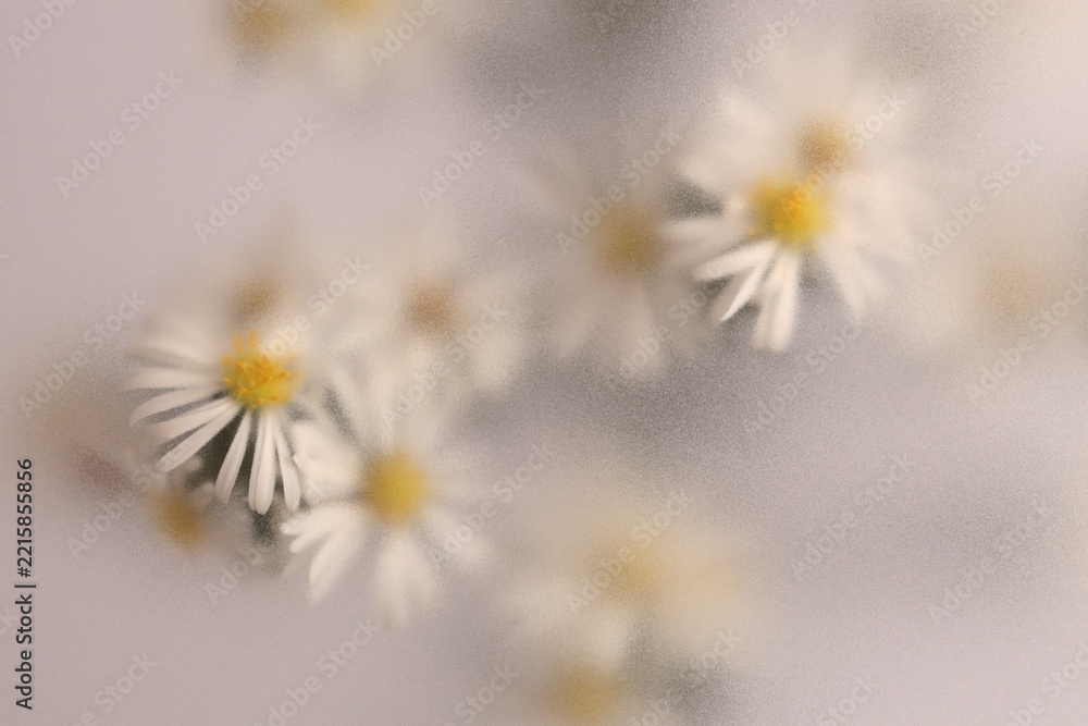 Naklejka premium Smoke selected soft focus Chamomile, chrysanthemum aster Flower through translucent matte frosted glass. Abstract natural blurred grain light fog background.