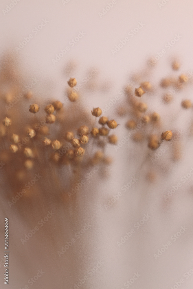 Fototapeta premium Smoke selected soft focus dried flax pods through translucent matte frosted glass. Abstract natural blurred grain light fog background.