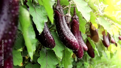 Fresh eggplants on the vine with water droplets and lush leaves in bright natural light