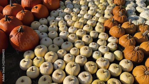 colorful fall pumpkin patch at farm