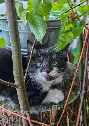 Niedliche junge Katzenbabys erkunden neugierig einen grünen Garten