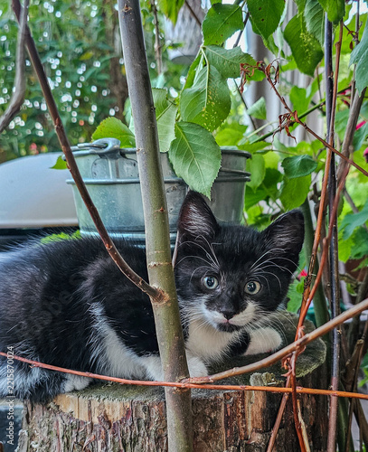 Niedliche junge Katzenbabys erkunden neugierig einen grünen Garten