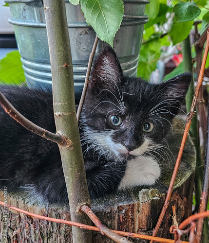 Niedliche junge Katzenbabys erkunden neugierig einen grünen Garten