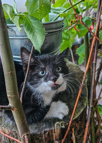 Niedliche junge Katzenbabys erkunden neugierig einen grünen Garten