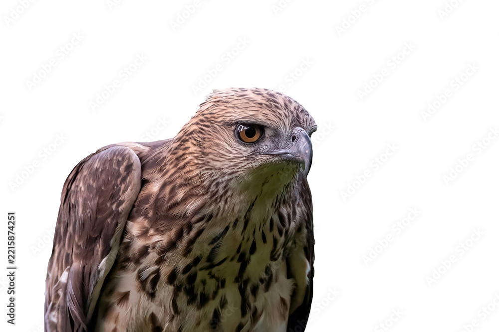 Obraz premium changeable hawk-eagle (nisaetus cirrhatus) portrait with isolated white background