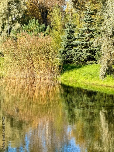 autumn trees reflection on the lake surface in the park, beautiful nature, colorful trees, peaceful lake view