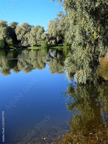 autumn trees reflection on the lake surface in the park, beautiful nature, colorful trees, peaceful lake view