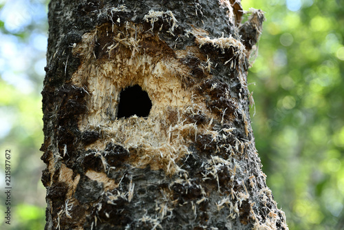 Freshly Excavated Woodpecker Cavity in Tree Trunk with Wood Chips