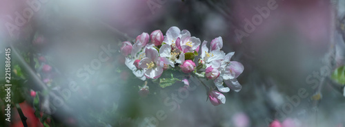 Soft pink apple blossoms bloom on a branch in spring with dreamy blurred boke...