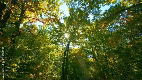 Autumn canopy with sunlight piercing through leaves. Low angle serene forest backdrop outdoors