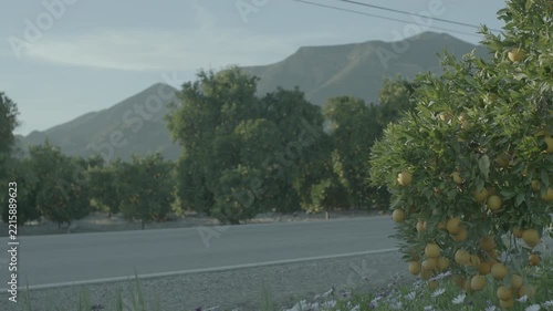 Citrus tree with fruit beside rural road and mountains in background