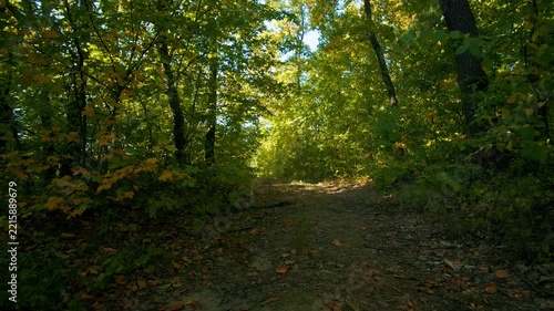 Autumn background of tall tree canopy. Low angle view of golden foliage fluttering in the wind