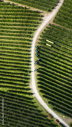 Aerial view of Italian Apple Orchards with rows of trees and harvest bins along a dirt path in Lasa, South Tyrol, Italy.
