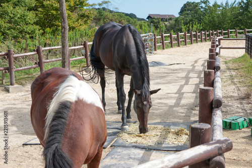 Enjoying the Beautiful Scenery of Aburayama Ranch