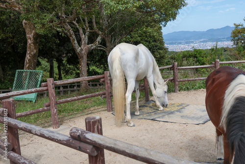 Beautiful Natural Scenery Around Aburayama Ranch