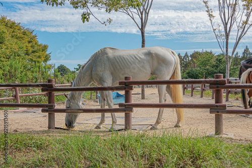 A Peaceful Day at Aburayama Ranch