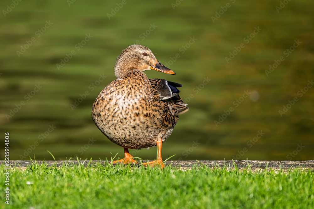 Fototapeta premium Close up of a female Mallard standing at the edge of a lake in Wiltshire, UK