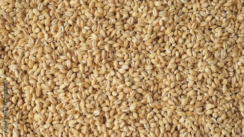 Pearl barley cereal grains filling the screen