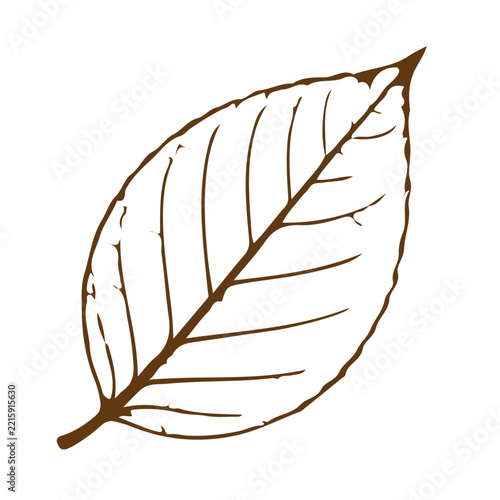 Brown leaf outline and botanical nature sketch vector illustration