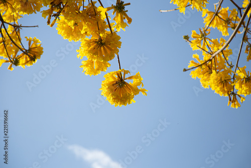 Galhos de ipe amarelo carregado de flores com céu claro ao fundo.