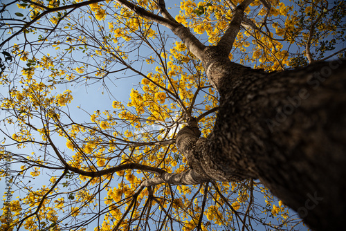Um ipe amarelo fotografado de baixo para cima, com muitos galhos floridos.