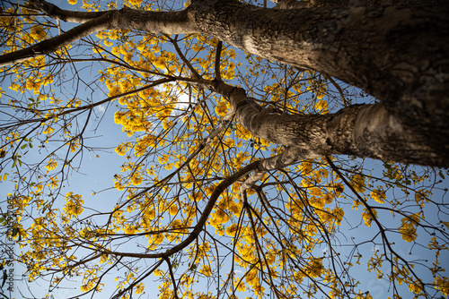 Um ipe amarelo fotografado de baixo para cima, com muitos galhos floridos.