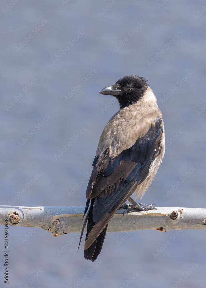 Fototapeta premium Hooded crow (Corvus cornix) in summer
