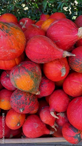 Bright red Hokkaido pumpkins are stacked together in a wooden crate at a farmer's market, vertical video