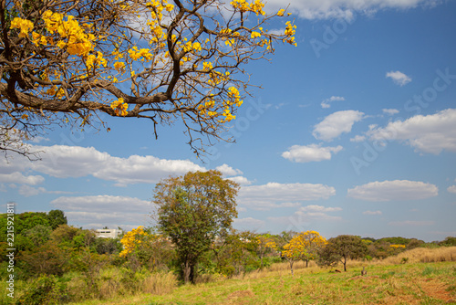 Galhos floridos de um ipe amarelo em primeiro plano e paisagem do cerrado, com céu azul e algumas nuvens.