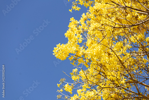 Close up em copo florida de um ipê amarelo com céu azul ao fundo.