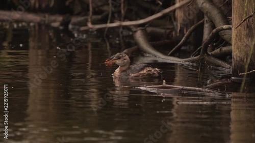 A little grebe (Tachybaptus ruficollis) preening its feather before diving underwater