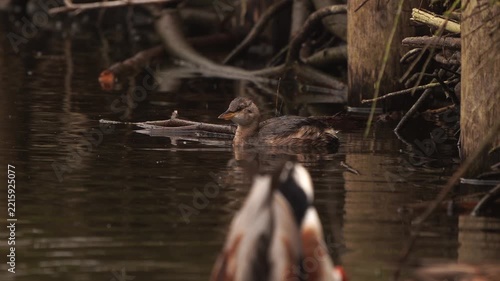 A llittle grebe (Tachybaptus ruficollis) eating a little fish before diving underwater.