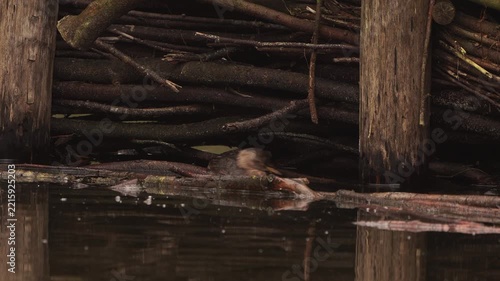 A little grebe (Tachybaptus ruficollis) in winter plumage eating o little fish.