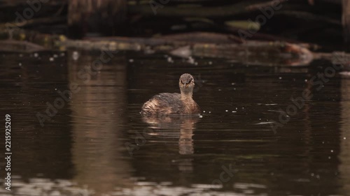 A little grebe (Tachybaptus ruficollis) in winter plumage looking under water for fish.
