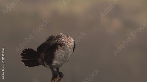 A great cormorant (Phalacrocorax carbo) preening and drying its feathers while it is perched on a branche.