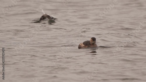A little grebe (Tachybaptus ruficollis) foraging in shallow water in winter plumage