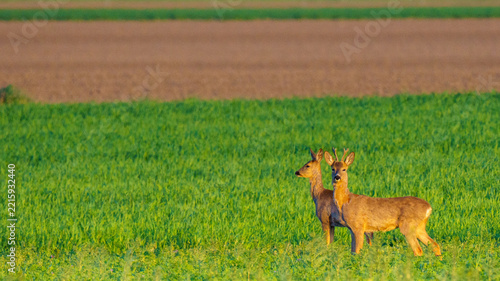 Pair of European Roe Deer Standing in Green Field⁠
