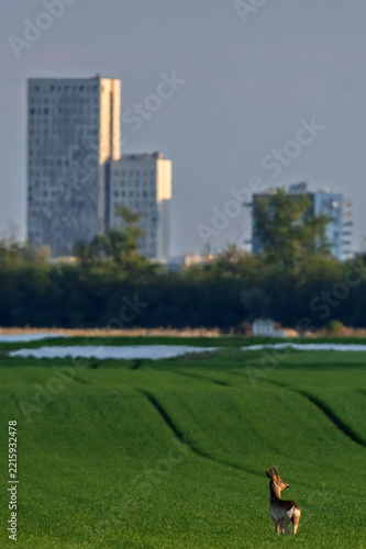 European Roe Deer Group in Field Before High Rise⁠