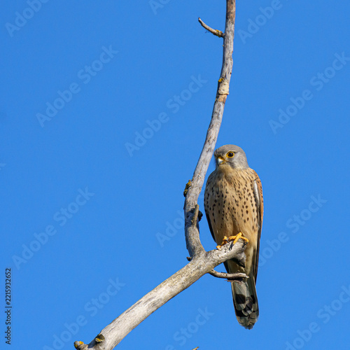 Eurasian Kestrel Perched on Bare Branch⁠