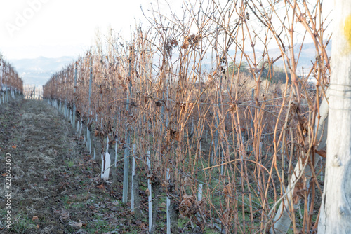 View of grape field during winter in Piemonte