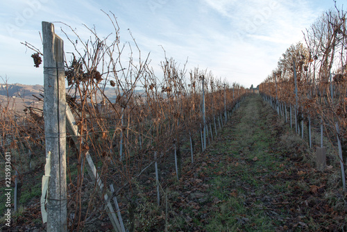 View of grape field during winter in Piemonte