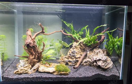 View of planted freshwater aquarium