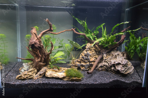 View of planted freshwater aquarium