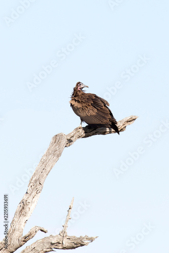 Nice close photo of hooded vulture