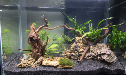View of planted freshwater aquarium