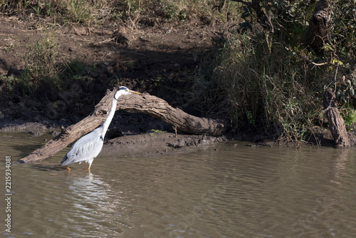 View of grey Heron