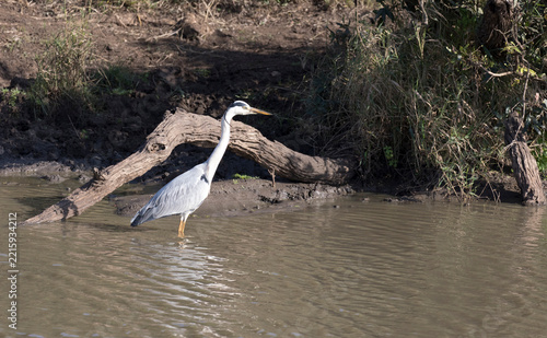 View of grey Heron